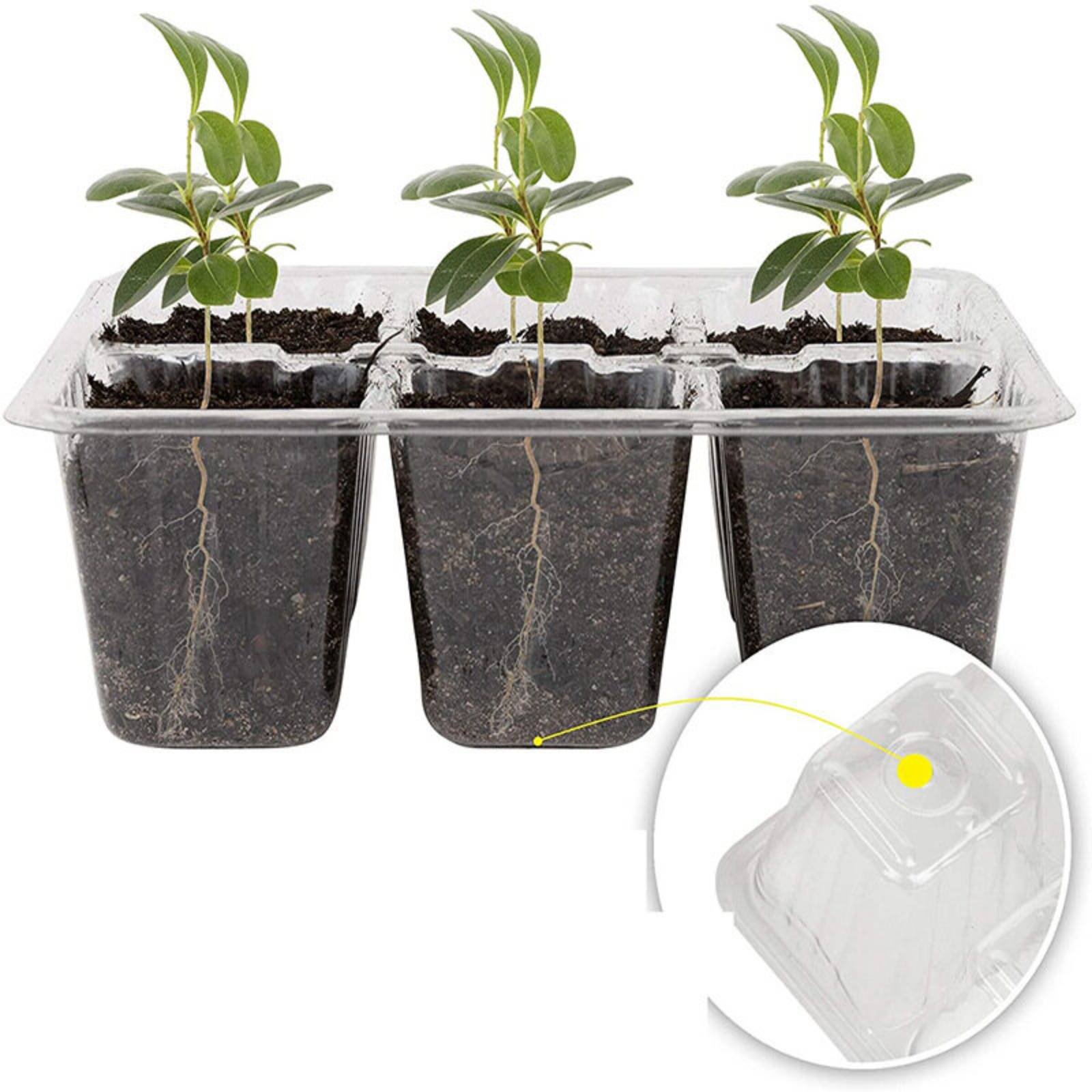 Humidity Dome Kit - 12-Fach Keimschale mit Hochtransparentem Deckel 12-Fach