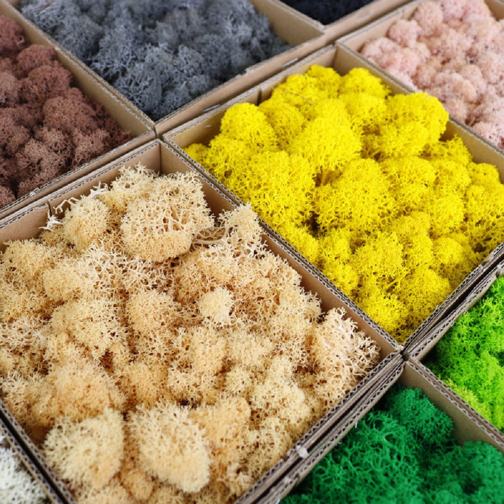 Ewiges Leben Moos DIY Handwerk – Sphagnum Moss Dry Bewertung und Preis