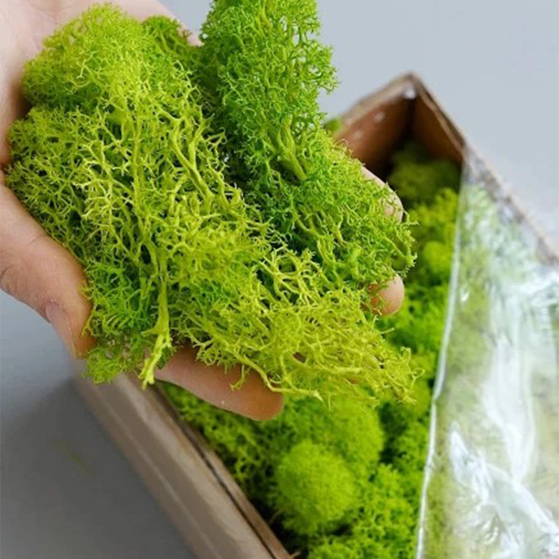 100/200/500g Ewiges Moos DIY B – Sphagnum Moss Dry Bewertung und Preis
