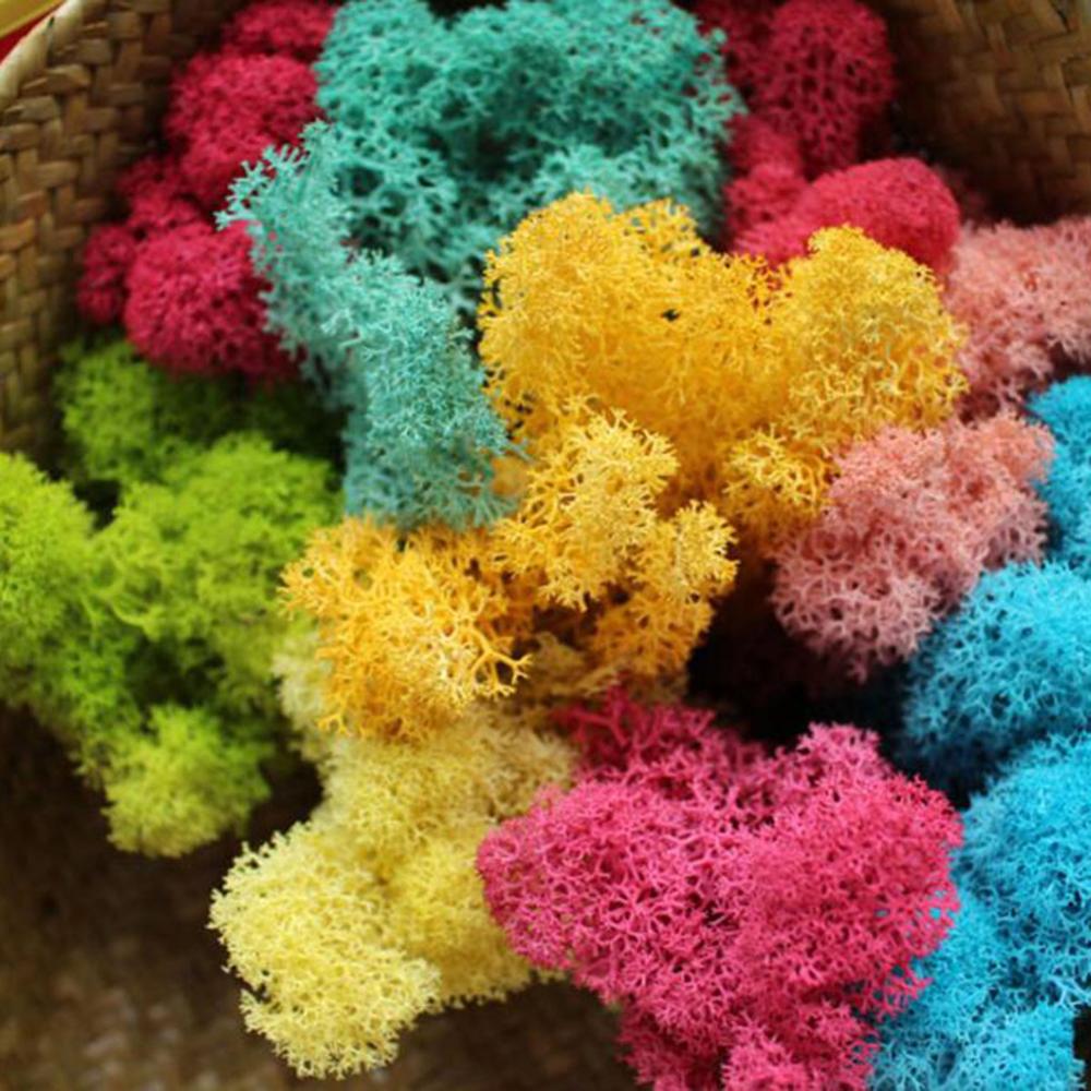 Künstliche Anlage Ewige Leben  – Sphagnum Moss Dry Bewertung und Preis
